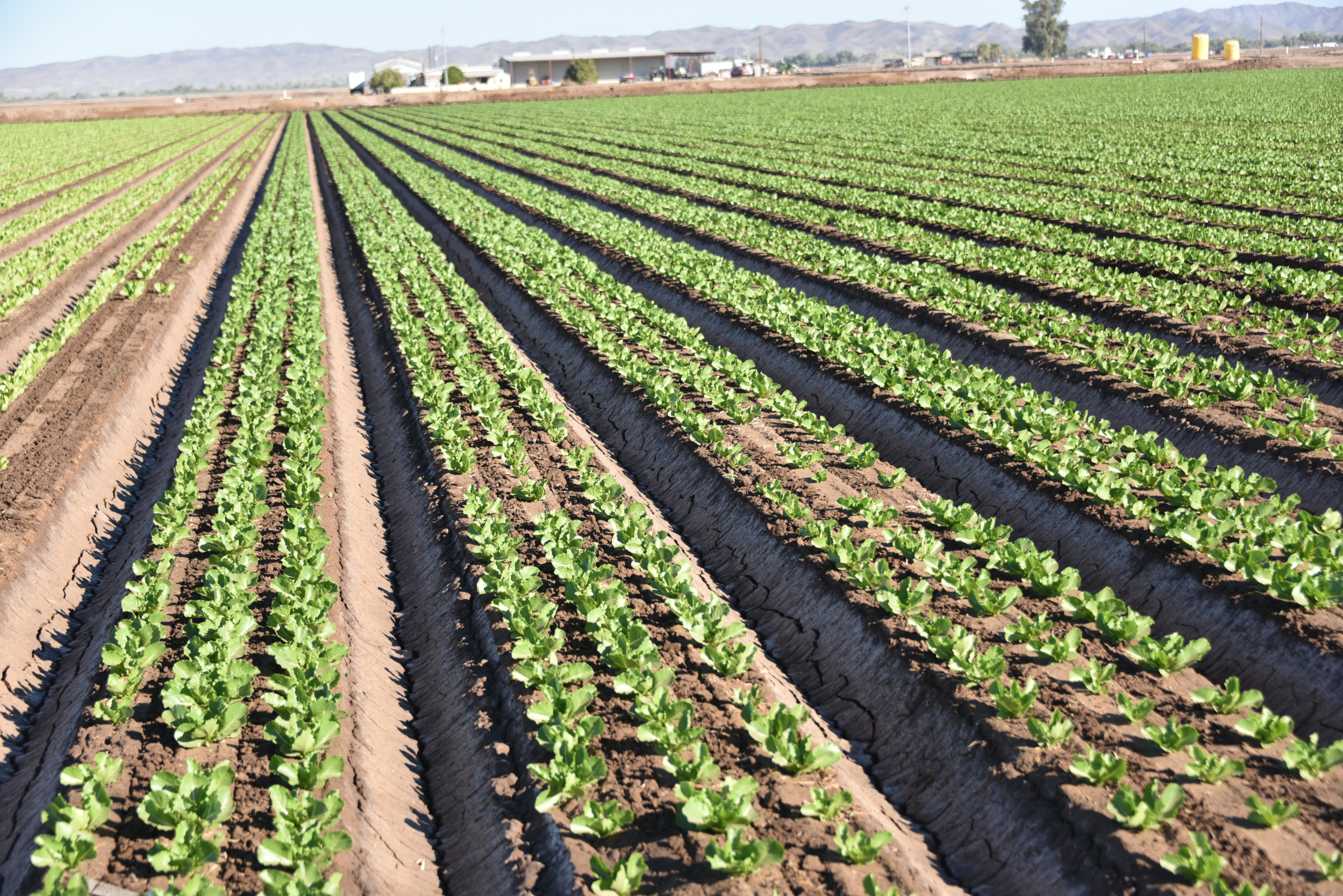 Lettuce Fields in Yuma, Arizona